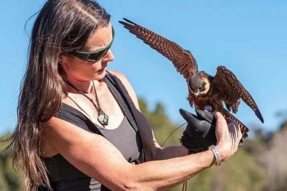 Gina Pike uses falconry methods to rehabilitate birds of prey like this male little falcon.