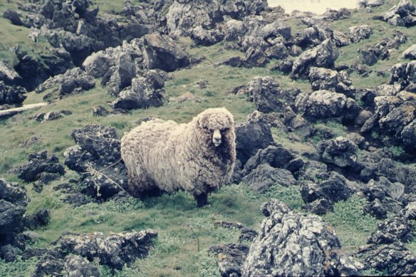 The last sheep on Marion island
