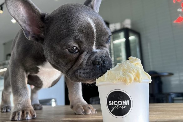Siconi Gelato offers puppy ice-cream at its shops.