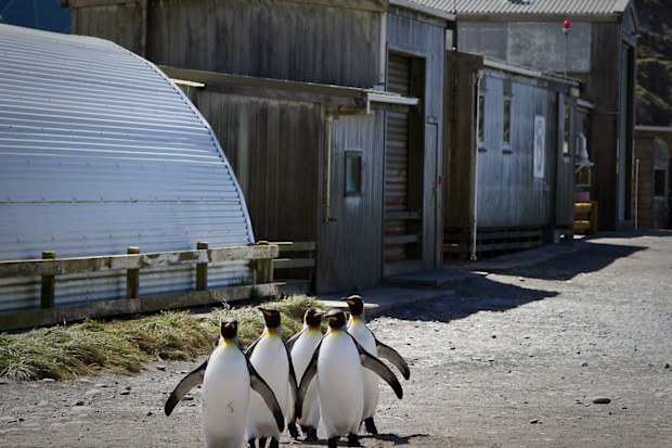 King penguins at Macquarie Island station.