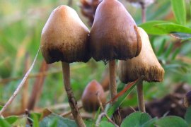 Psilocybin is the psychedelic found in “magic mushrooms”.