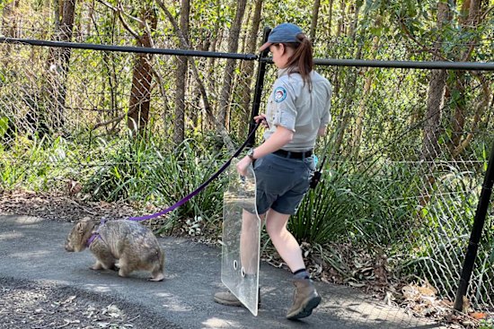 Billy the common wombat taking a walk at Walkabout Creek Discovery Centre, Enoggera Reservoir.
