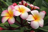 It’s been a rough winter for frangipani flowers.