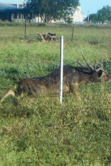 A Rusa deer climbing under a fence.