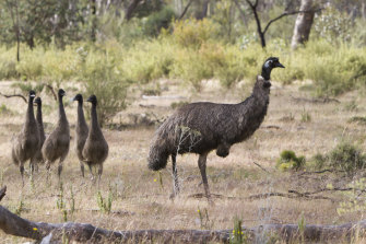 A group of emus, one of many animals seen along the trail.