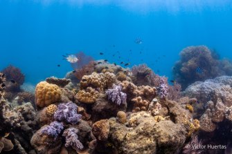 Researchers have discovered an unexpected side effect of coral bleaching - the fish community becomes less colourful too.