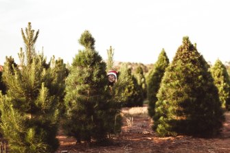 Melburnians can pick their own tree, chop it down and take it home.