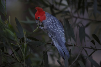 The gang-gang cockatoo has joined the ranks of Australian endangered species.