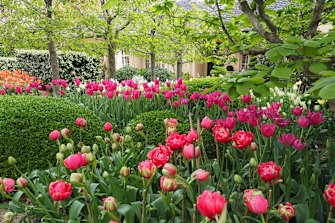 Pam Melocco’s garden in Turramurra, NSW.