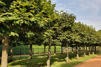 The pollarded lindens at Retford Park, in full leaf in summer.