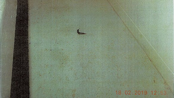 The offending slug, which Ian Cook claims was planted in his kitchen.