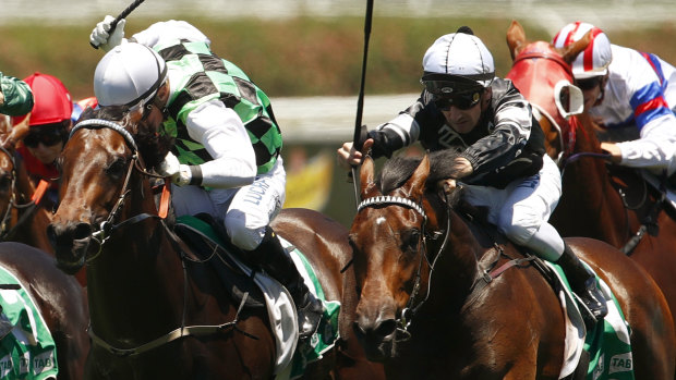 Contender: All Stand (white cap) runs second to Victorem in a Highway Handicap last December.