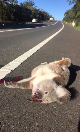 Victim of habitat loss: a koala killed on the roadside in Campbelltown.