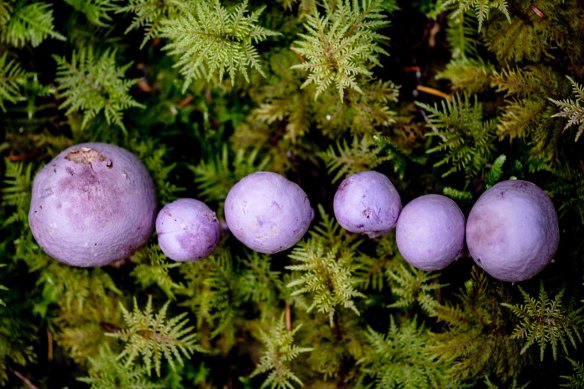 Cortinarius sp. mushrooms.