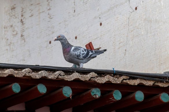 A pigeon belonging to keeper Zhang Jianquan, rests on a rooftop. It has a traditional handcrafted whistle attached to its tail feathers.