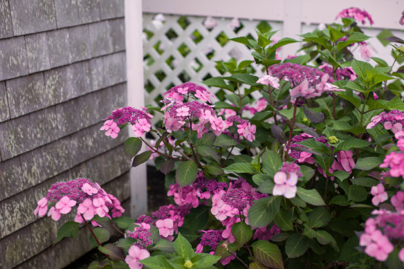 Hydrangeas bloom from mid-spring through autumn with a bit of judicious dead-heading.