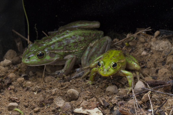 It is hoped the restoration of the creek will lead to the return of the endangered growling grass frog. 