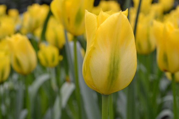 Tulips like company and look much better planted close to each other in loose groups.