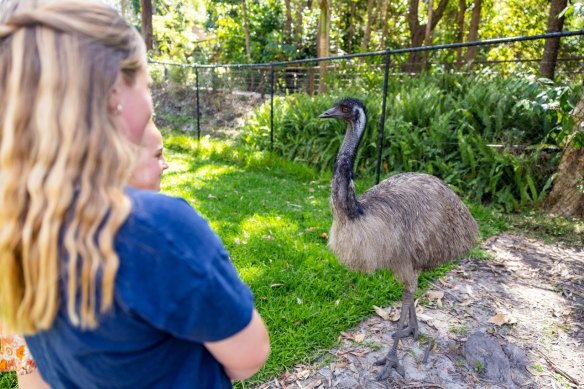 An emu prowls the grounds at Walkabout Creek.