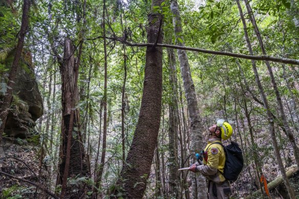 A NPWS firefighter looks up at one of the ancient Wollemi pines he has been sent in to protect. 