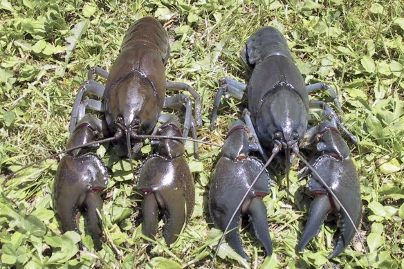 The swamp yabby. The species has larger, wider claws and is bulkier than a normal yabby. 