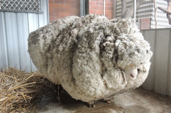 Chris the Sheep had to have a 40kg haircut.