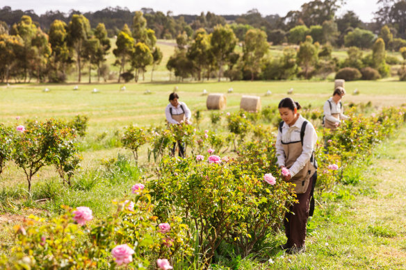 The Jurlique rose, which has more petals than a regular rose, is hand-harvested.