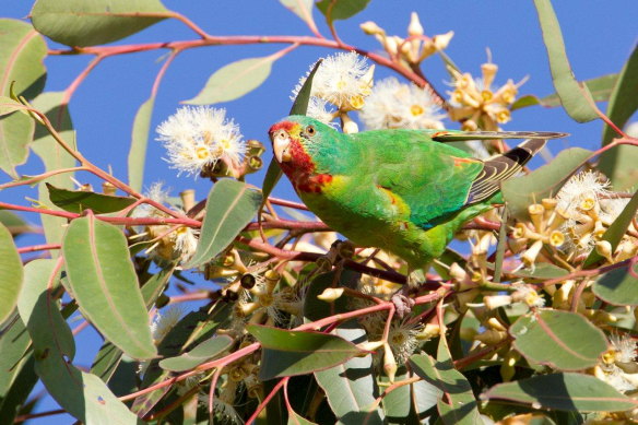 Swift parrots breed only in Tasmania and fly across the Bass Strait to forage on flowering eucalypts on the mainland. 