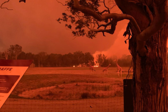 "It was black and red, like midnight, at 11 o’clock in the morning," Mogo Wildlife Park director Chad Staples said.