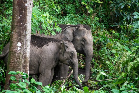 Back to the forest … Mahouts Elephants.
