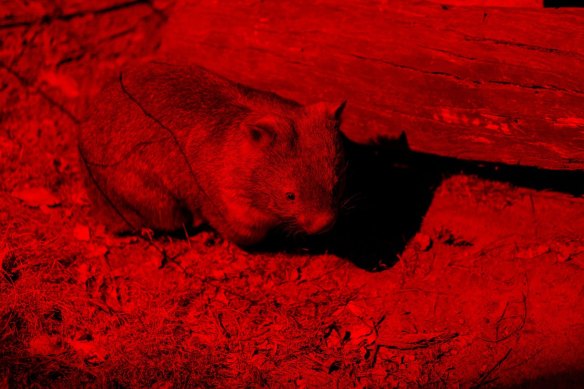 A wombat goes about its business while viewed with night vision equipment as part of <i>Nocturnal</i> at Lone Pine Koala Sanctuary.