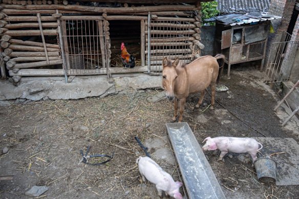 Some villagers in Zhukula keep small numbers of livestock in pens next to their farmhouses.