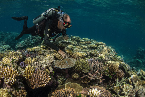 The 'godfather of coral’ and Living Coral Biobank Project partner, Dr Charlie Veron, examines biodiversity on the reef. 