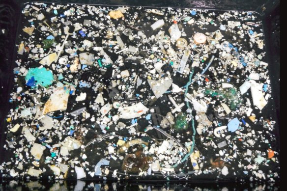 A sampling of plastic from the Great Pacific Garbage Patch.