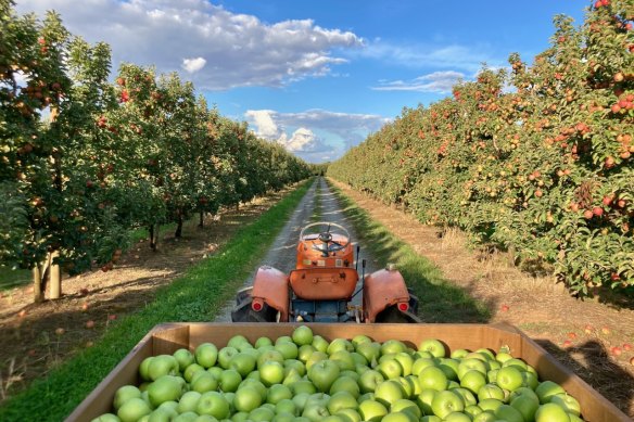 The ruling that fruit pickers should be paid a minimum wage is being breached on farms.