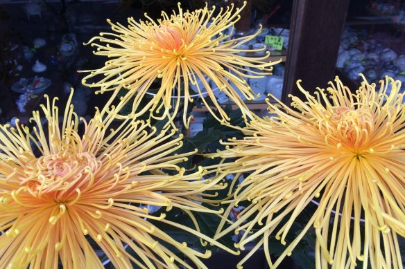 The Japanese use chrysanthemums for more than just decoration.