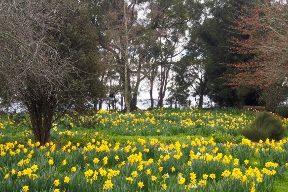 Daffodils at Rydal, over the Blue Mountains.
