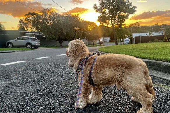 My golden cocker spaniel enjoys the morning walks to the Aspley-Zillmere junction.