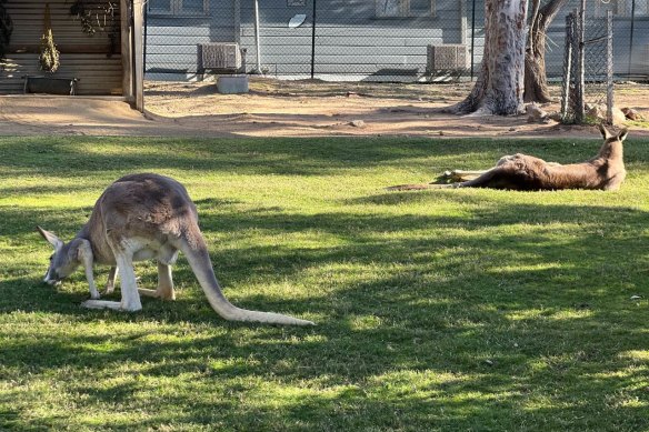 View a wide range of native Australian animals at Ipswich Nature Centre.