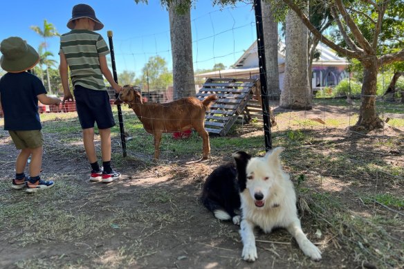 The Nurso is a nursery cafe with a small petting zoo.