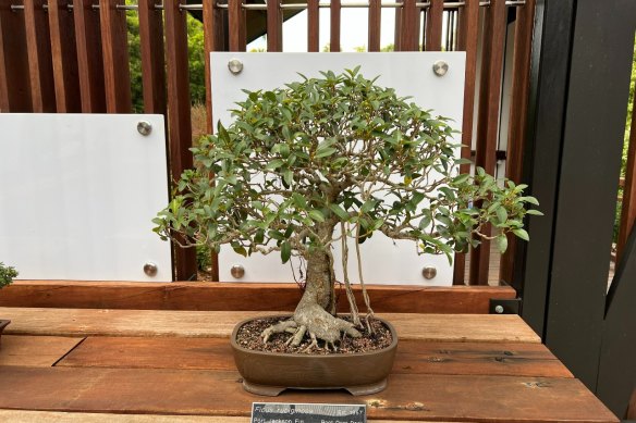 A bonsai Port Jackson fig on display at the Brisbane Botanic Gardens Mount Coot-tha. 