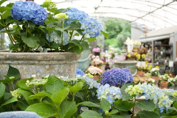 Brookfield Gardens and Wild Canary Botanical Bistro operate as complementary businesses.