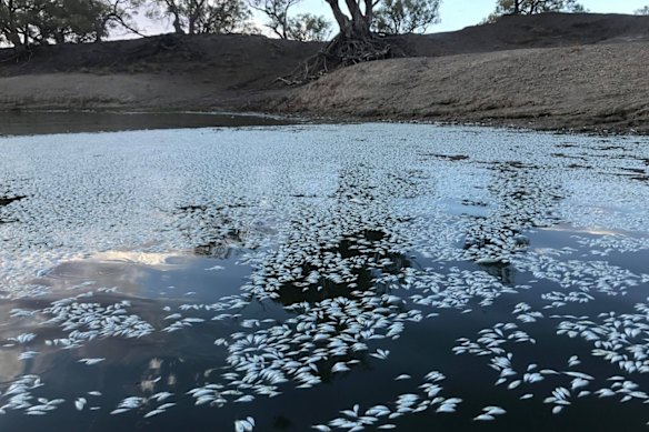 Dead fish in the Murray Darling fish kill of 2018/19.