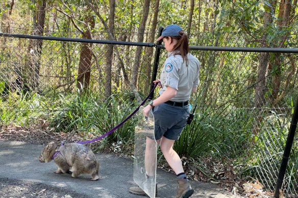 Billy the common wombat taking a walk at Walkabout Creek Discovery Centre, Enoggera Reservoir.