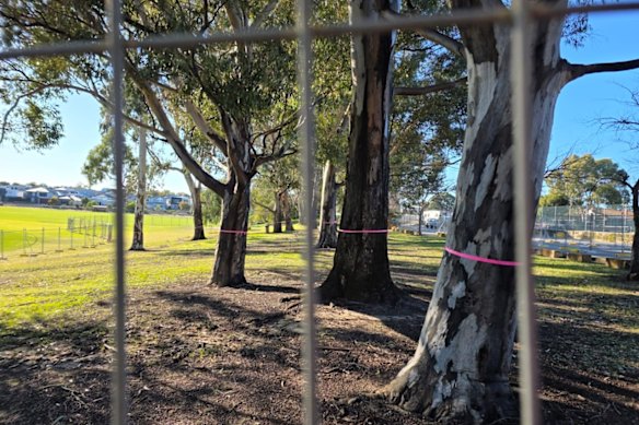 Concerned families estimate 16 mature trees are being chopped. 