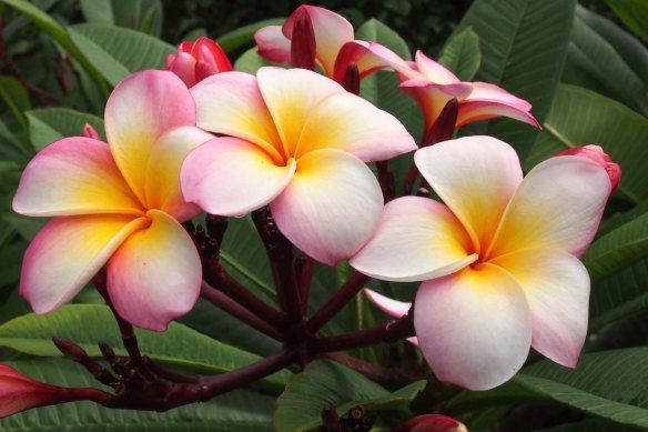 It’s been a rough winter for frangipani flowers.