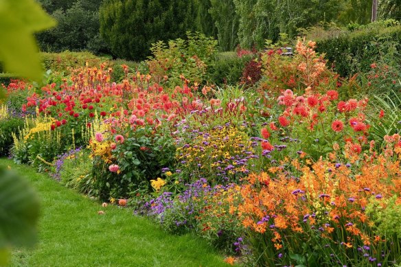 Dahlias pictured in Frogmore Gardens.