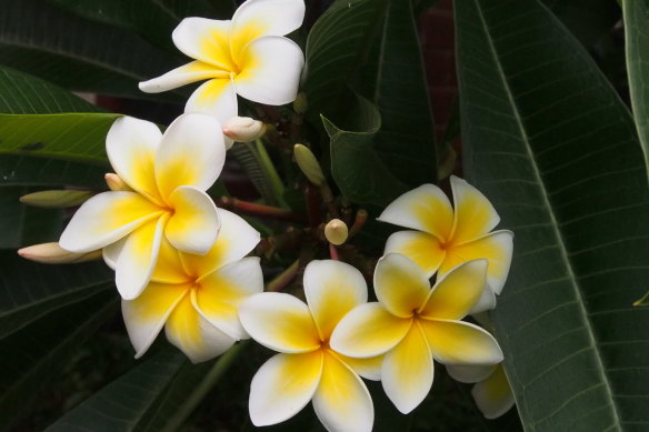 There are ways to make sure your frangipani can recover and thrive after the cold.
