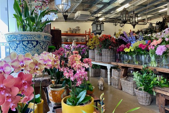 Where To Flowers In Brisbane