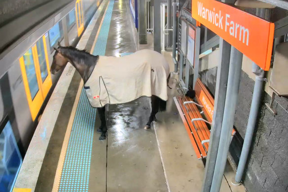 A horse shocked late-night passengers by trotting into a Sydney train station during last weekend’s downpours.